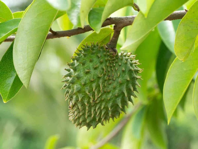 Ramai Tak Tahu Rupanya Rebusan Air Daun Durian Belanda, Boleh Bantu