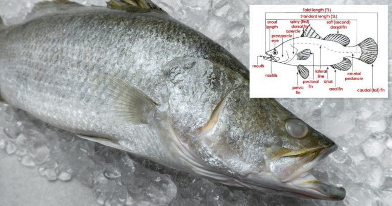 Ikan Siakap Kaya Sumber Protein & Kandungan Omega-3. Baik Untuk Kesihatan Jantung! Ikan Siakap Kaya Sumber Protein & Kandungan Omega-3. Baik Untuk Kesihatan Jantung!