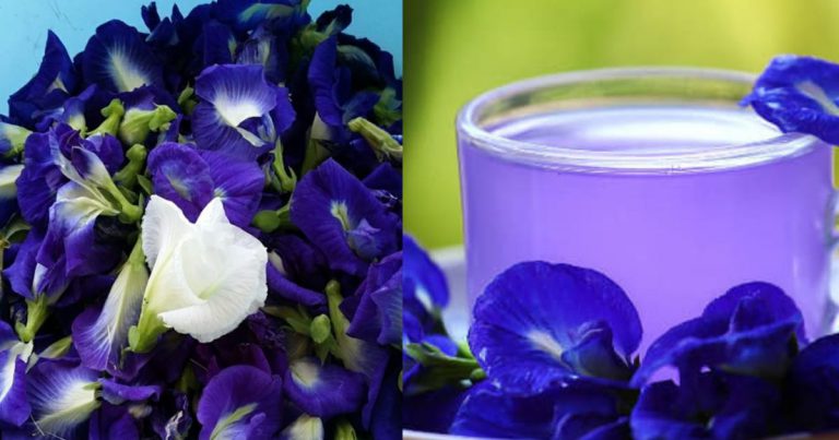 Amal Detox Bunga Telang, Bantu Kuruskan Badan. Ini 19 Lagi Khasiatnya Ramai Tak Tahu! Amal Detox Bunga Telang, Bantu Kuruskan Badan. Ini 19 Lagi Khasiatnya Ramai Tak Tahu!