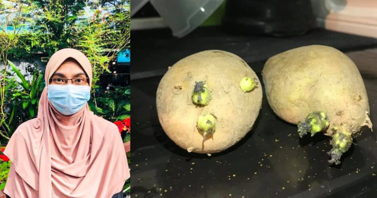 Kentang Bertunas Bahaya, Patutlah Doktor Suruh Buang!